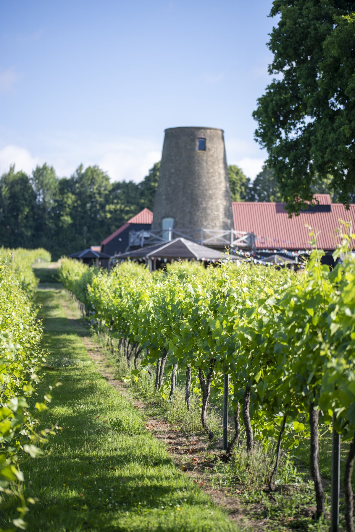 A grass path between vine rows at Nutbourne leading up to the stone windmill and the wine lodge beyond