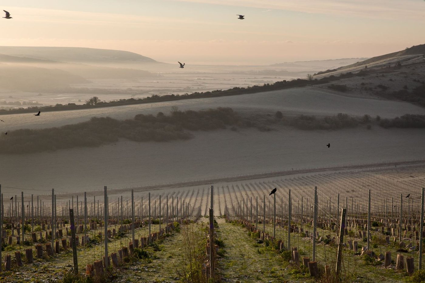 Dormant vine rows at dawn at Rathfinny, birds over a mist-filled South Downs valley