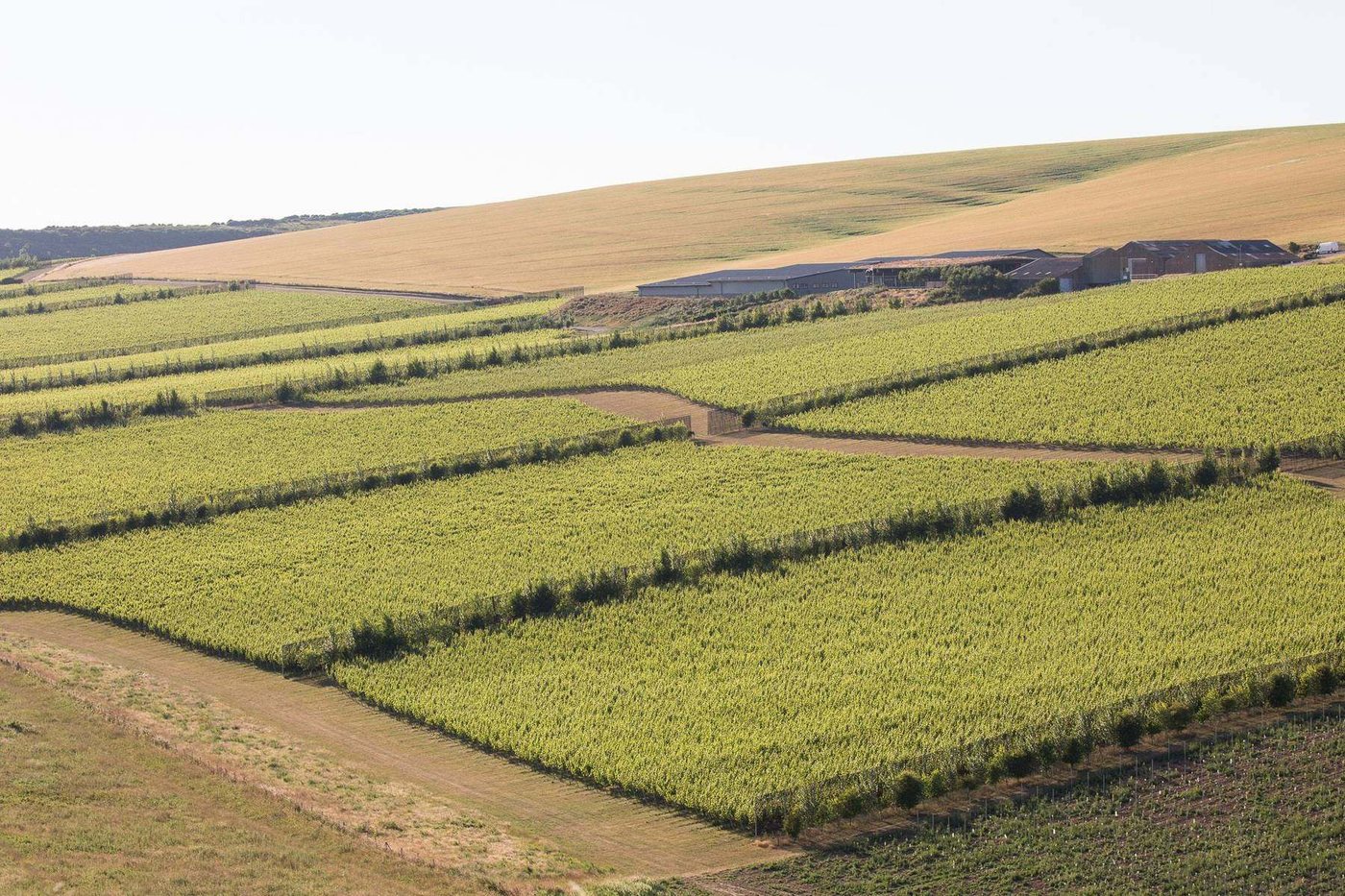 Blocks of green vines laid across the chalk downland at Rathfinny below a harvested golden field