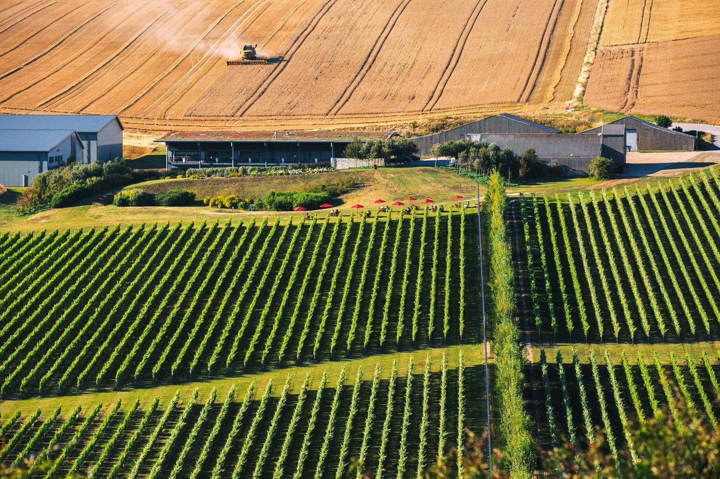 Vine rows converging towards the winery buildings at Rathfinny, with a combine harvester working the golden field beyond