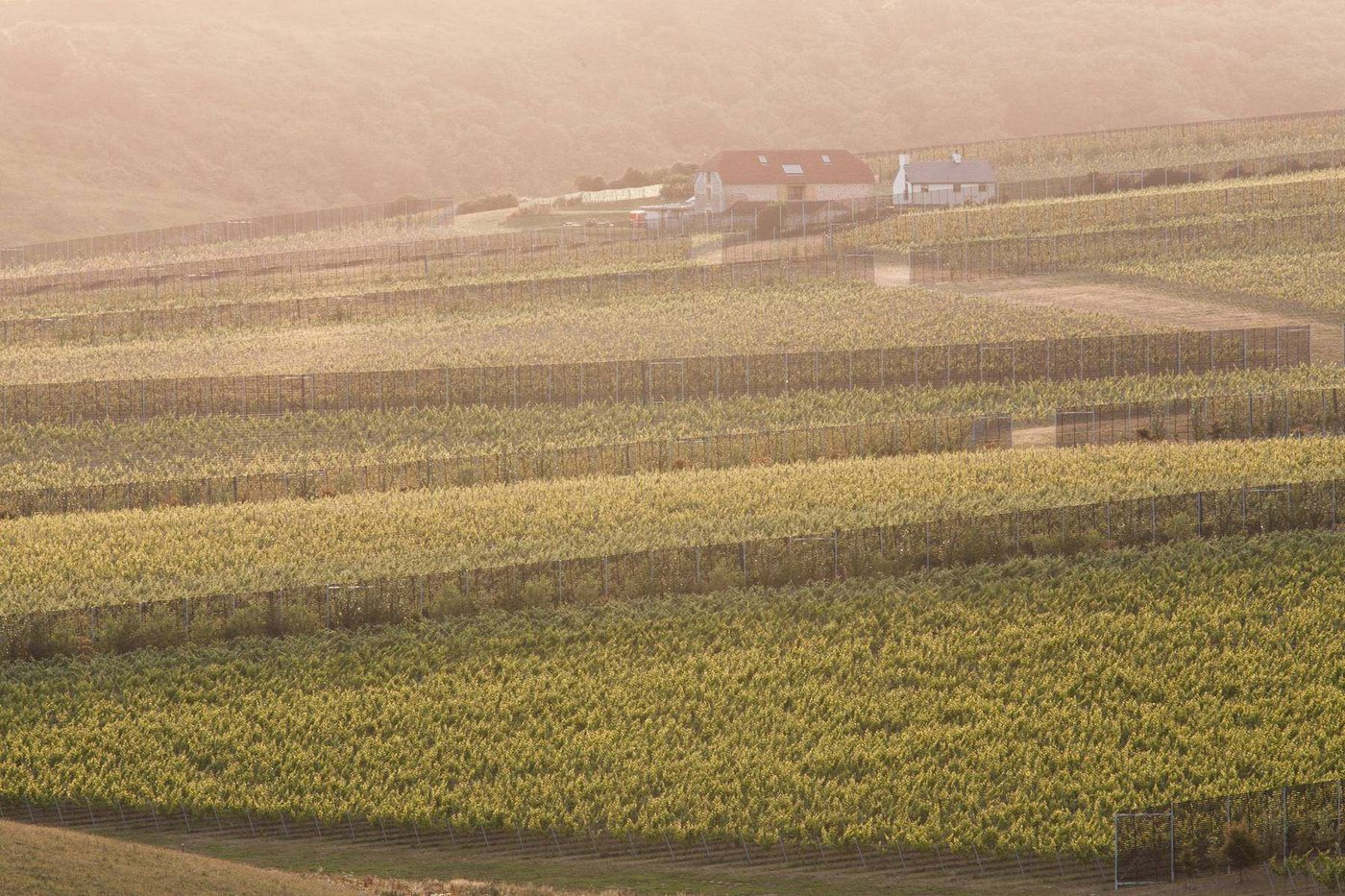Rathfinny's vine rows in warm summer haze, with farm buildings on the ridge beyond