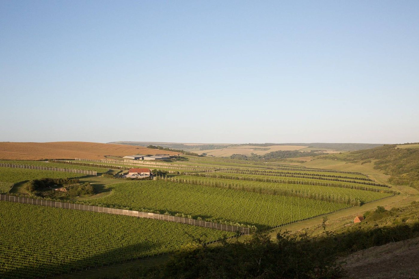 Wide view over the valley at Rathfinny, vines filling the valley floor