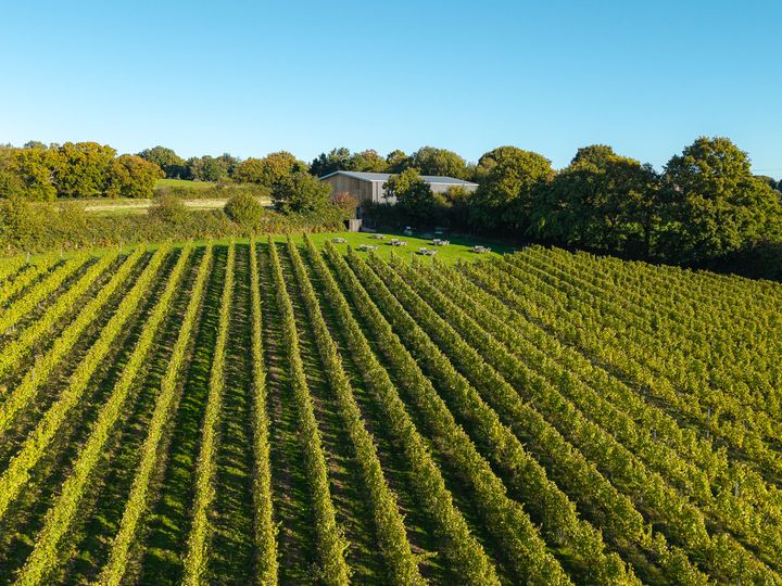 Rows of vines at Beacon Down running up to the barn and picnic tables, with woodland behind