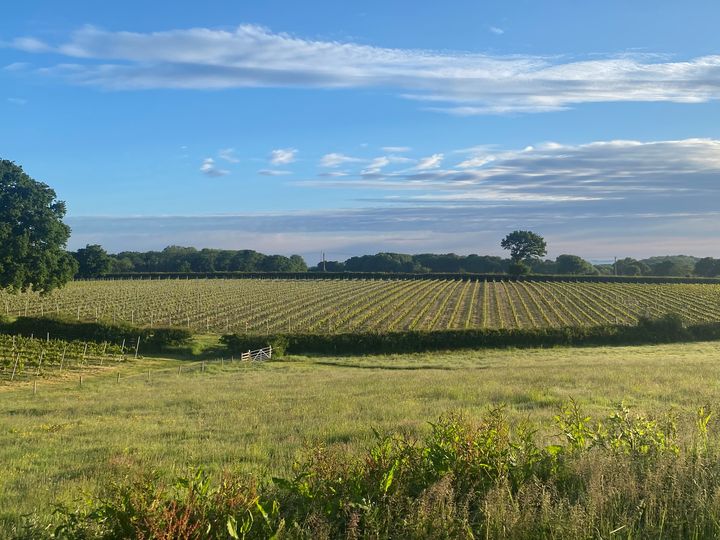 Rows of young vines at Court Garden under a wide blue sky, seen across a summer meadow