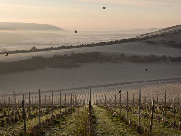 Photograph supplied by Rathfinny Wine Estate