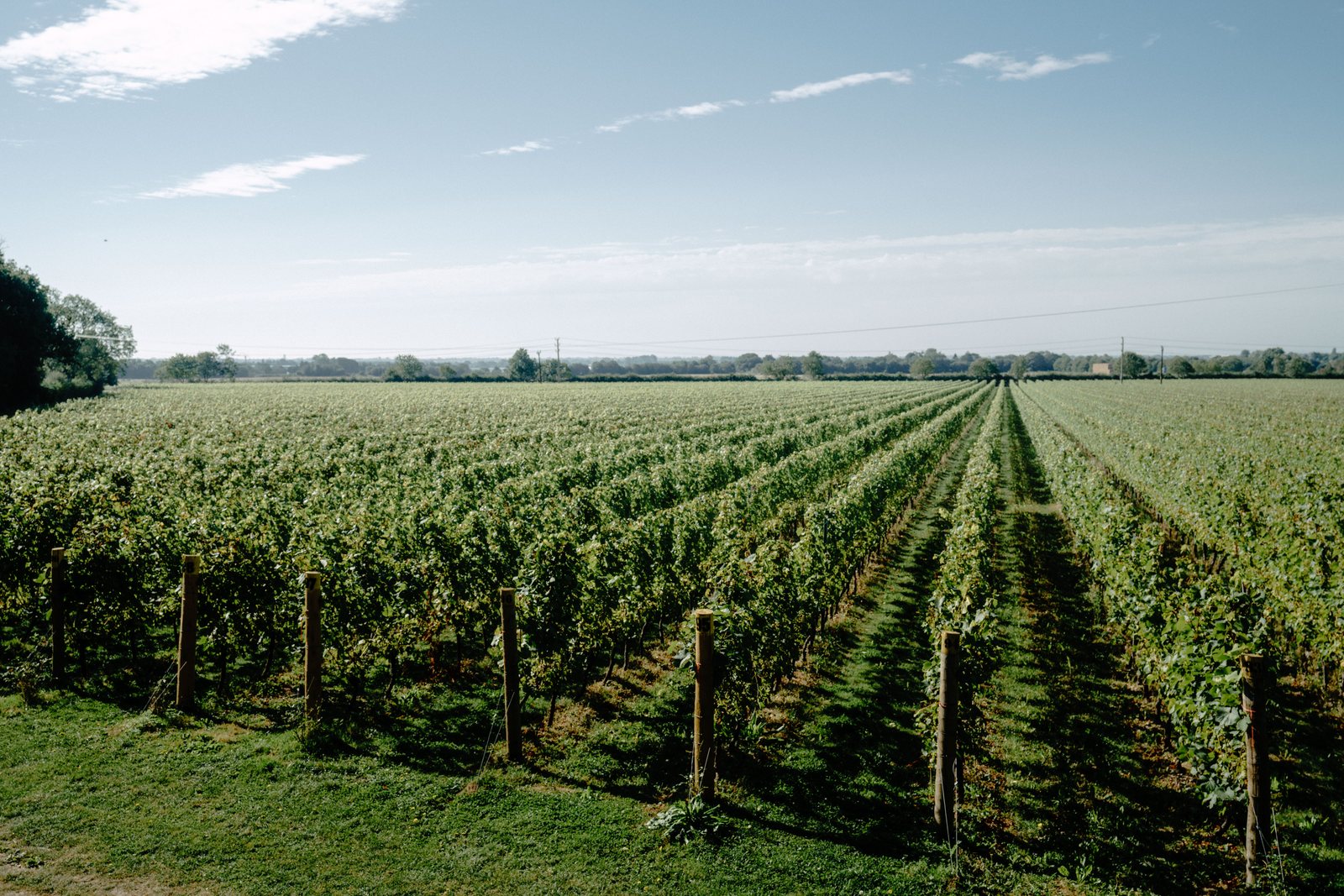 Rows of vines at Tinwood Estate running towards the horizon under a clear Sussex sky